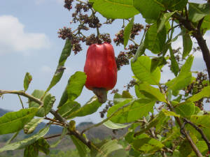 Fruit/Cashew04.JPG
