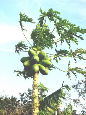 Fruit/Papaya01.JPG