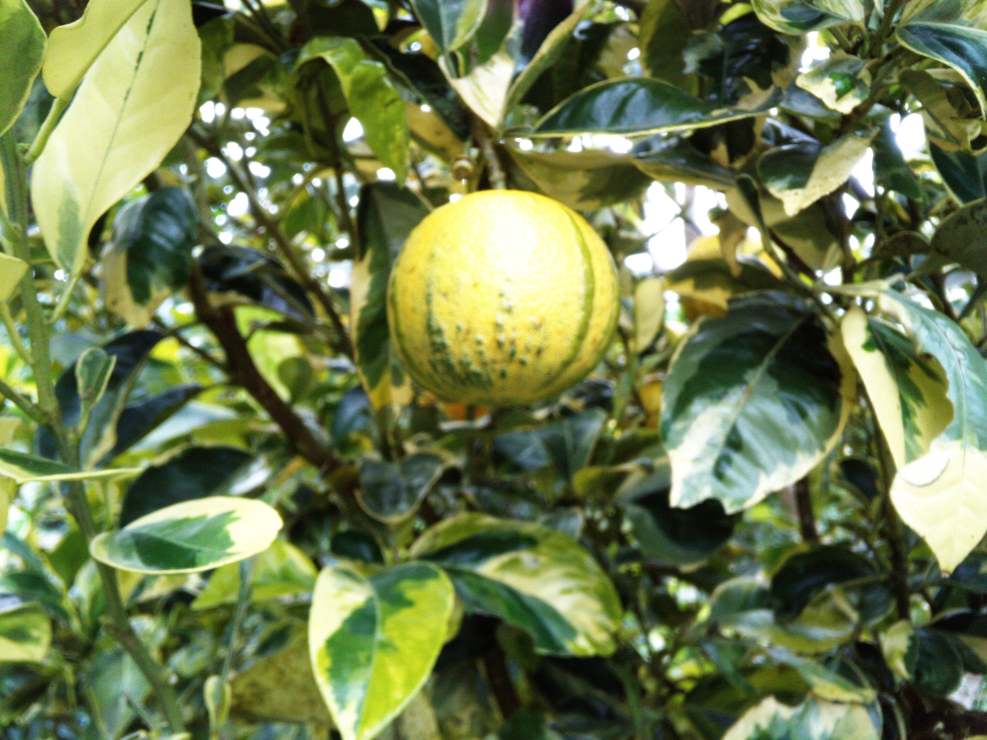 Fruit/LimonVioegaada.jpg