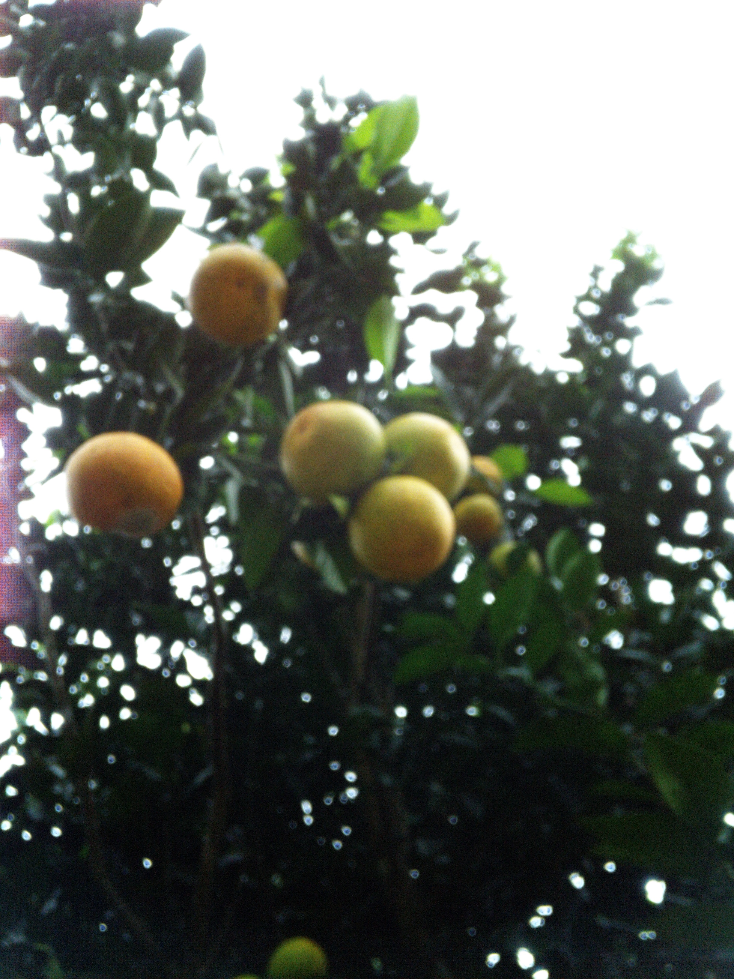 Fruit/NaranjaMalgauena2.jpg